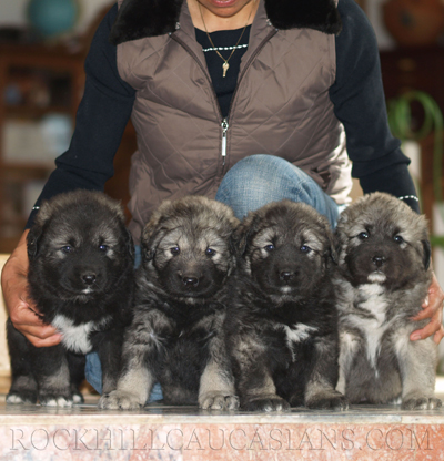Puppies 2012